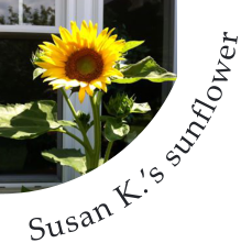 Susan K.s sunflower