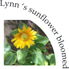 Lynn s sunflower bloomed
